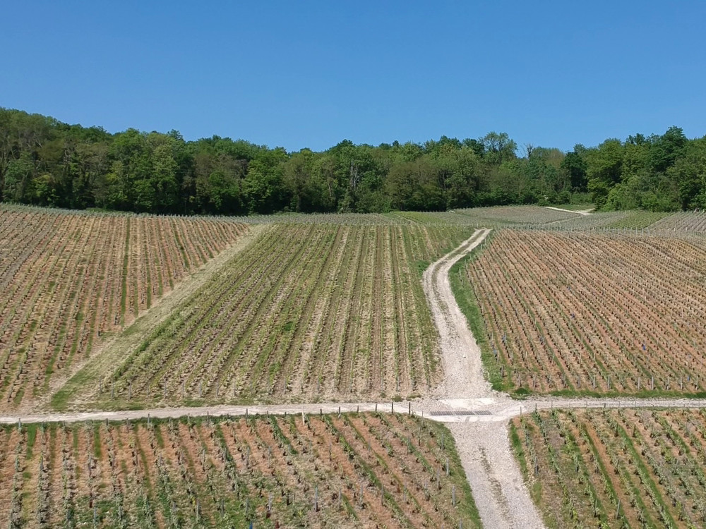 Coteaux de Champagne dans l'Aisne